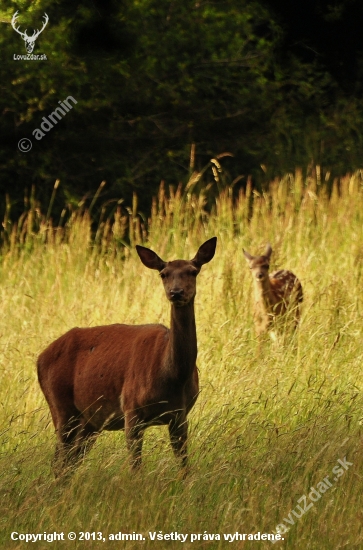 laň a omladina