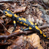 Salamandra škvrnitá