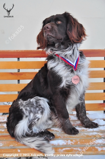 MVP Trenčín 2012 - CAJC