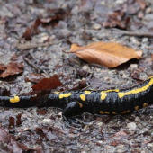 Salamandra