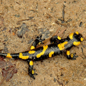 Salamandra