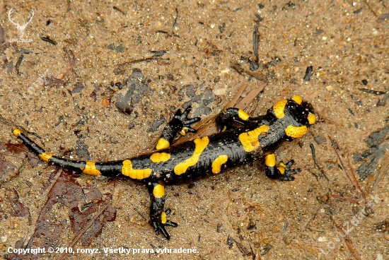 Salamandra