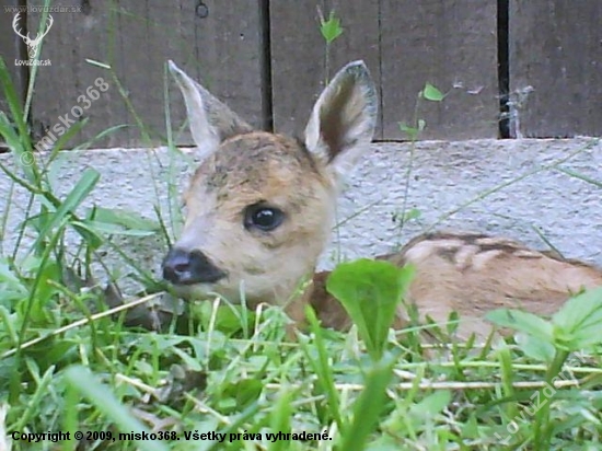 Srnček Bambi:)