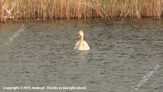 Labuť