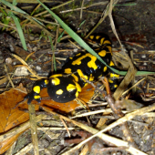 Salamandra