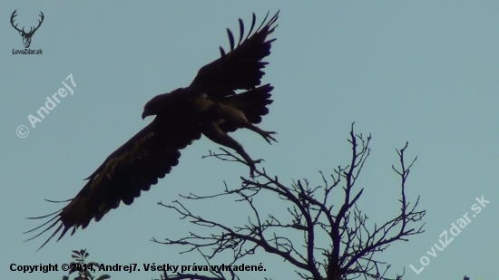 Aquila pomarina