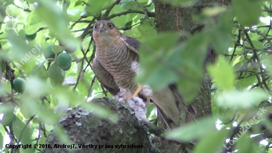 Jastrab krahulec /Accipiter nisus/