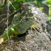 Jašterica zelená