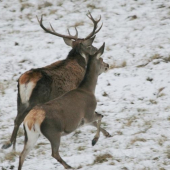 Nezvyčajný pár v decembri