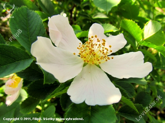 Rosa canina - kvet