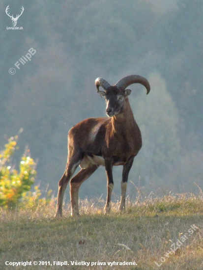 Ovis musimon