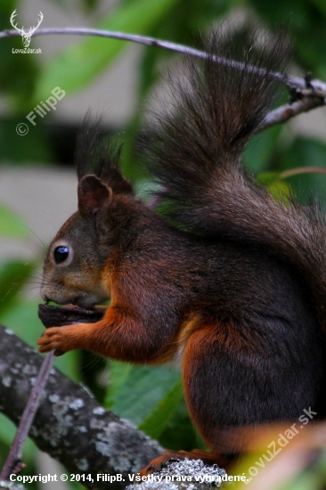 Sciurus vulgaris