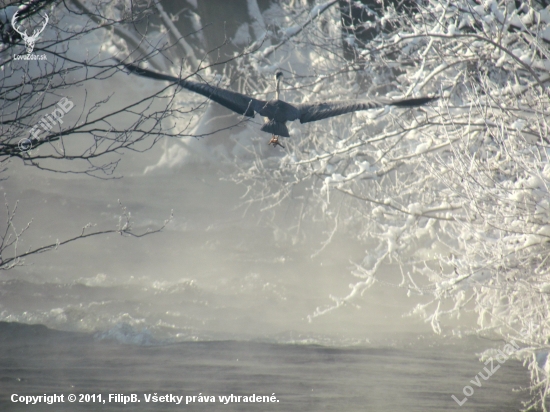 Volavka popolavá - Ardea cinerea