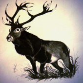 Stag