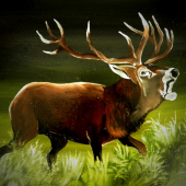 stag