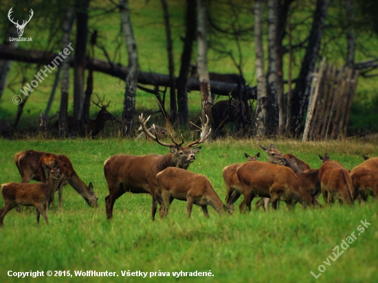 Stag