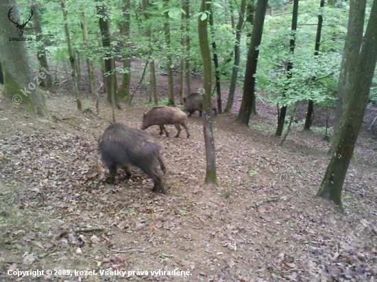 Svinka a 2 diviačatá v obore