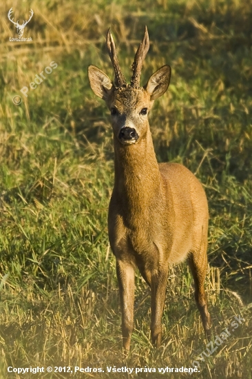 Strniskový šéf