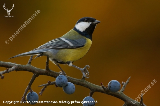 Parus major