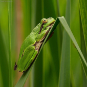 Rosnička zelená (Hyla arborea)