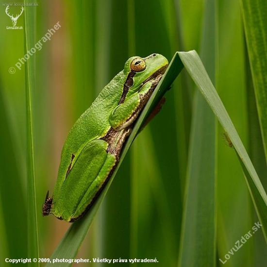 Rosnička zelená (Hyla arborea)