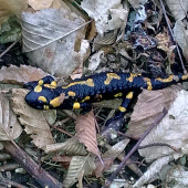 Salamandra