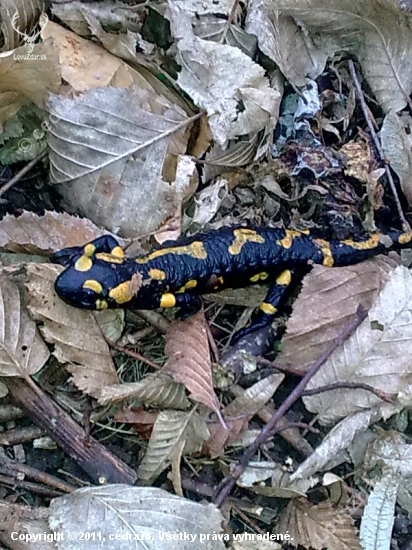 Salamandra