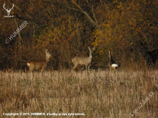 Pekný srnček