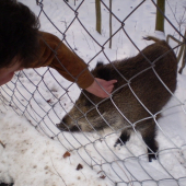 Sus scrofa(diviak lesný)