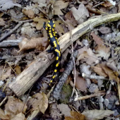 salamandra