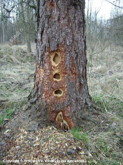 Kolik tam bude partají?