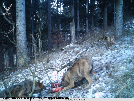 Husky lesný dnes ráno