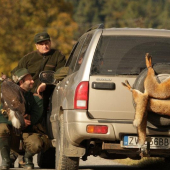 Spomienka na lov líšok orlami v Bijacovciach