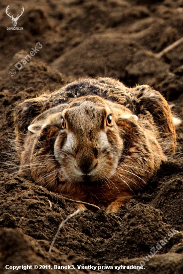 Zajíc polní- lepus europeaus