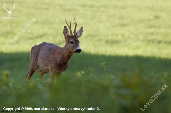 Srnec lesný (Capreolus capreolus)