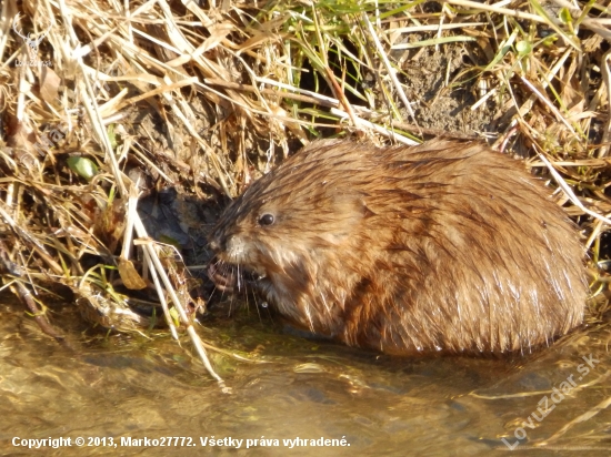 Ondatra pižmová (Ondatra zibethicus)