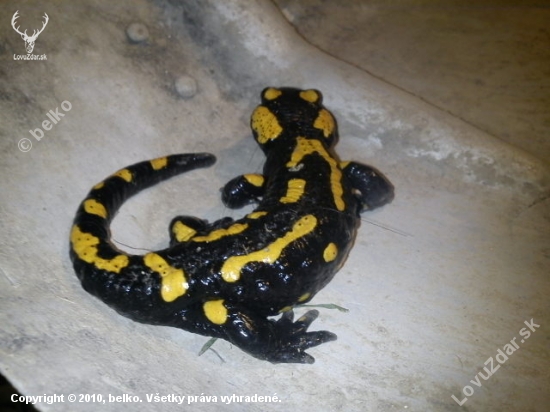 salamandra