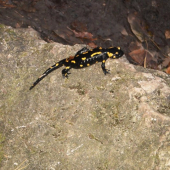 salamandra