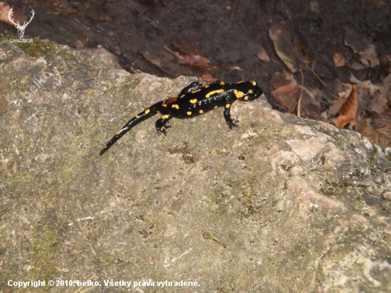 salamandra