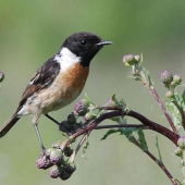 Pŕhľaviar čiernohlavý (Saxicola torquata)