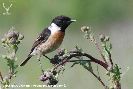 Pŕhľaviar čiernohlavý (Saxicola torquata)