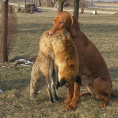 odovzdávka líšky po vlečke