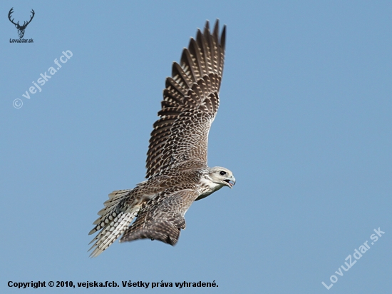 Sokol lovecký (Falco rusticolus) + Raroh velký (Falco cherrug)