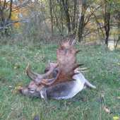 Říjen, čas daňků...