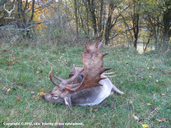 Říjen, čas daňků...