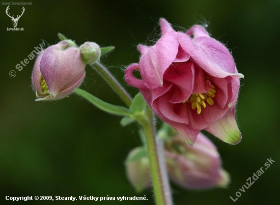 Orlíček (Aquilegia olympica)