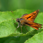 Thymelicus lineloa O.