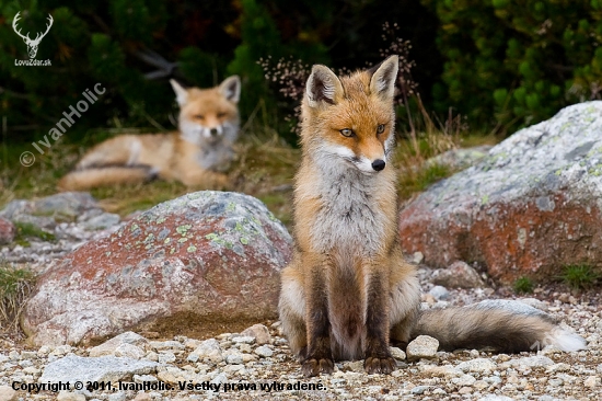 Líška obyčajná (Vulpes vulpes)