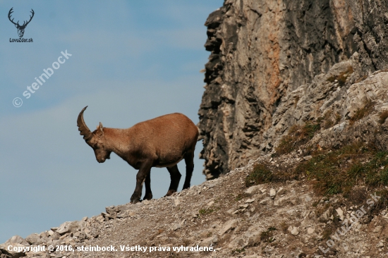 Steinbock