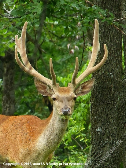 lykač